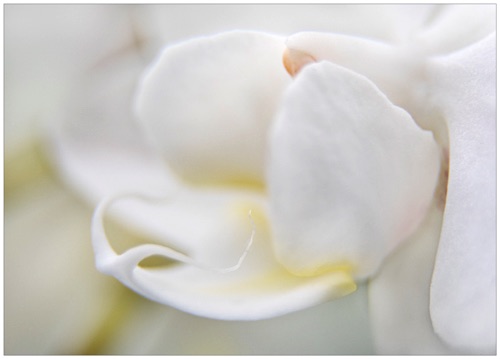003 White Orchid .jpg 003 White Orchid .jpg